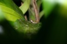 Frog, Monteverde